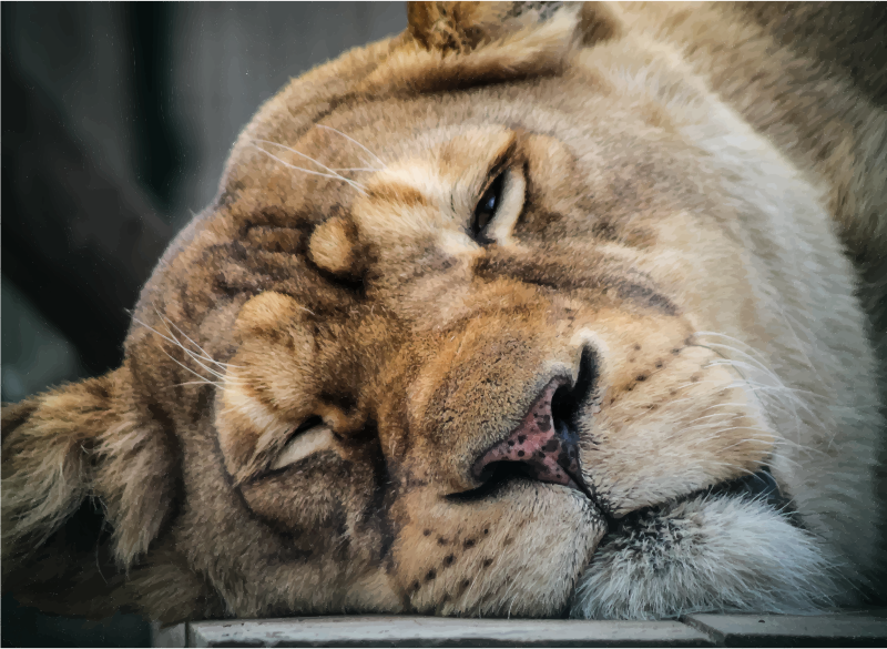 Sleepy Lion