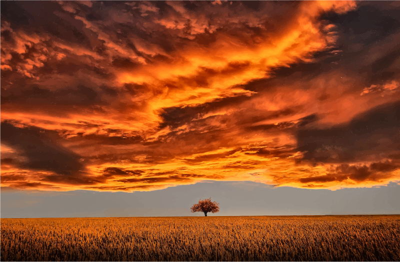 Lone Tree Under A Scorched Sky