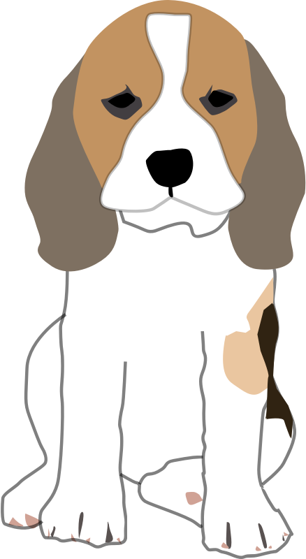 Beagle Puppy