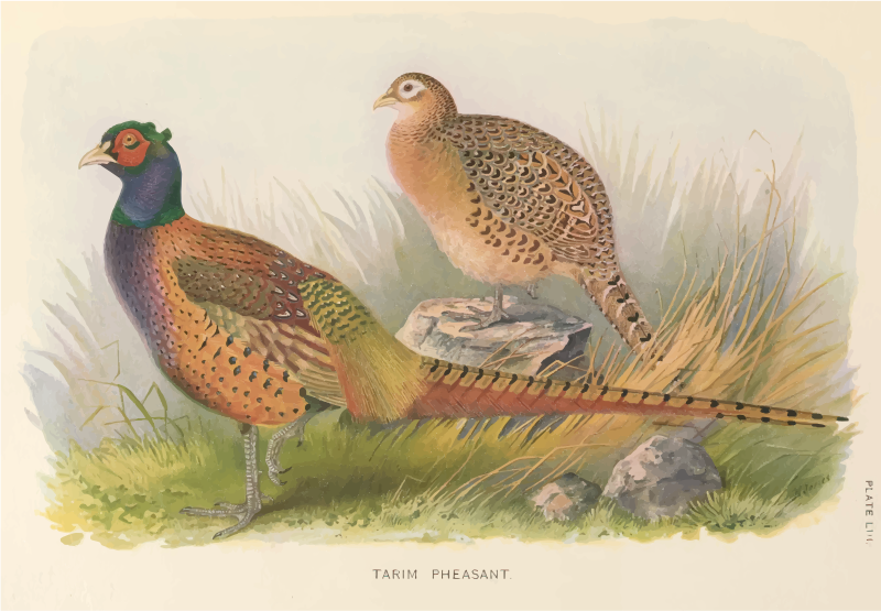 Pheasant