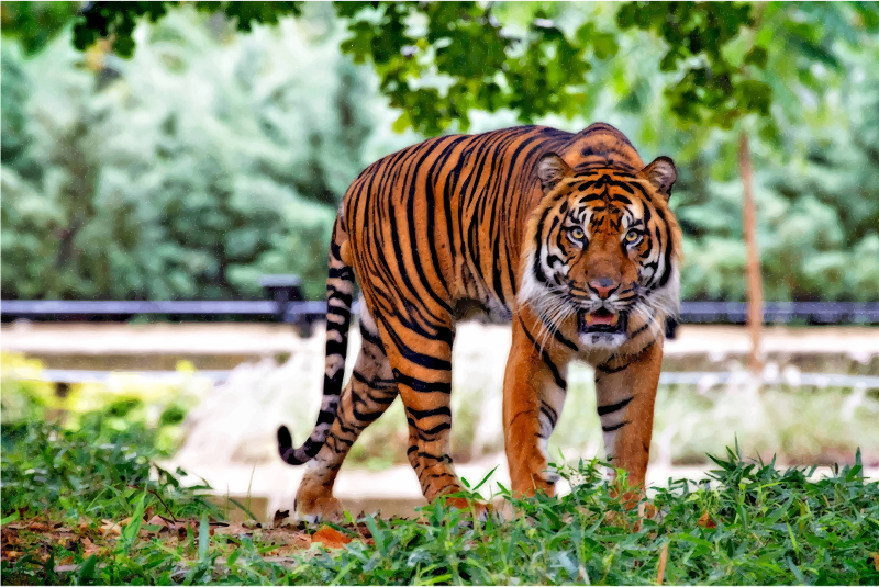 Sumatran Tiger