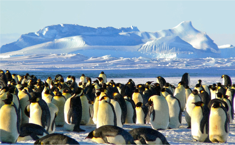 Emperor Penguins