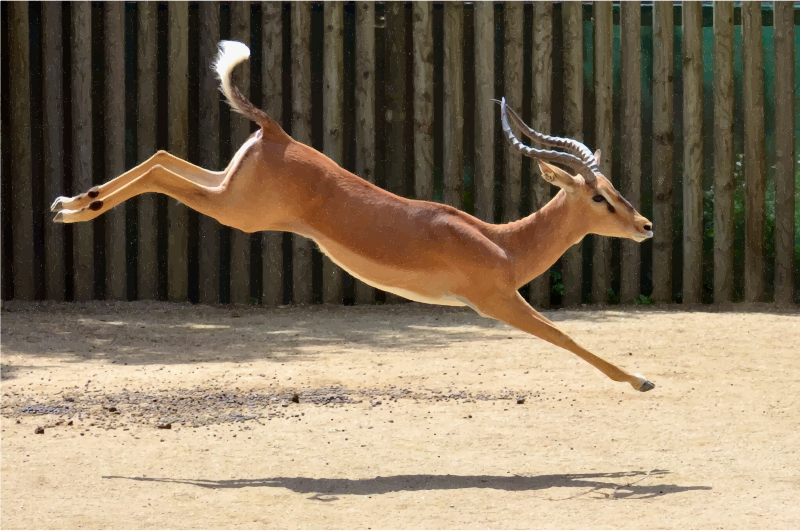 Gazelle