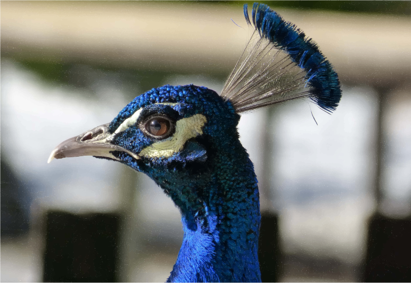 Peacock Head Closeup