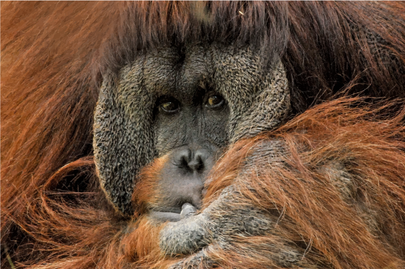 Orangutan