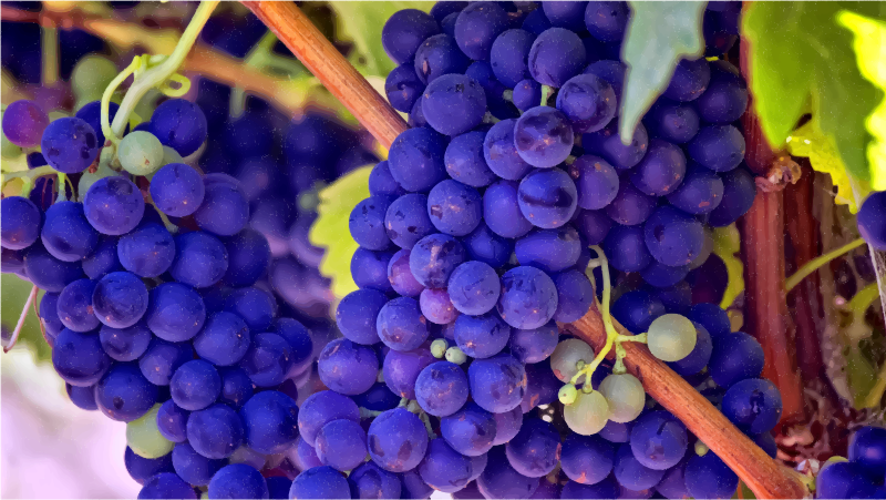 Bright Blue Grapes