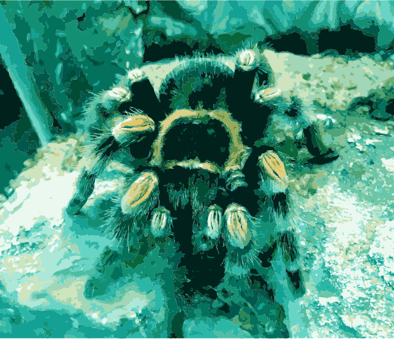 Tarantula