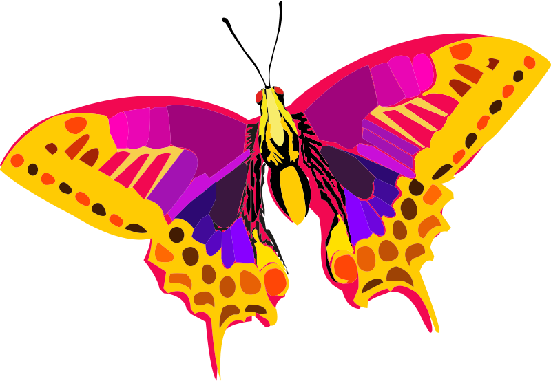 Abstract Colorful Butterfly