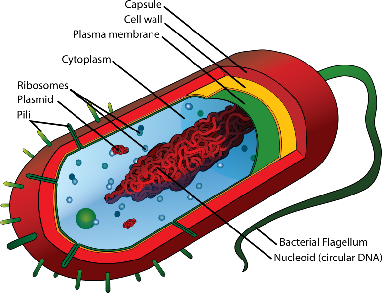 Lamarque Disease