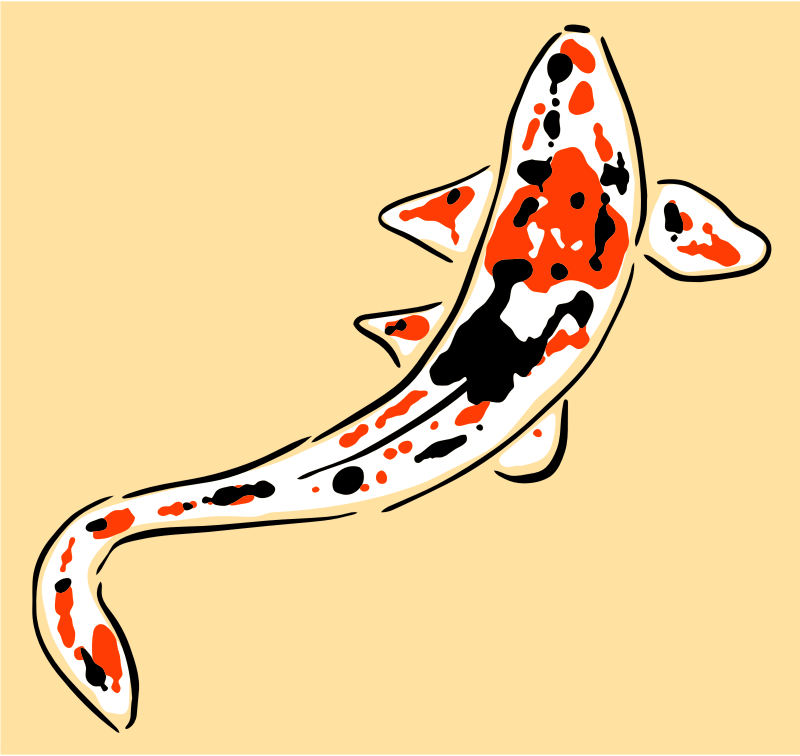 Koi Fish