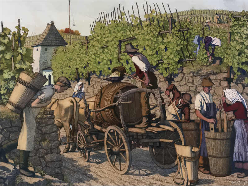 Vintage Harvesting Grapes Illustration