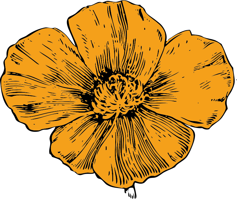 California poppy