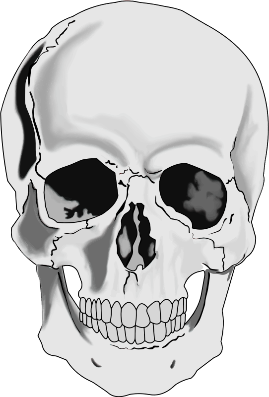 Realistic Human Skull