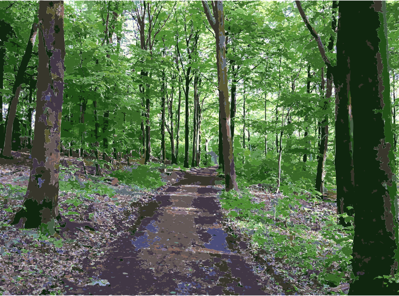 Lichtscheid Forest Again