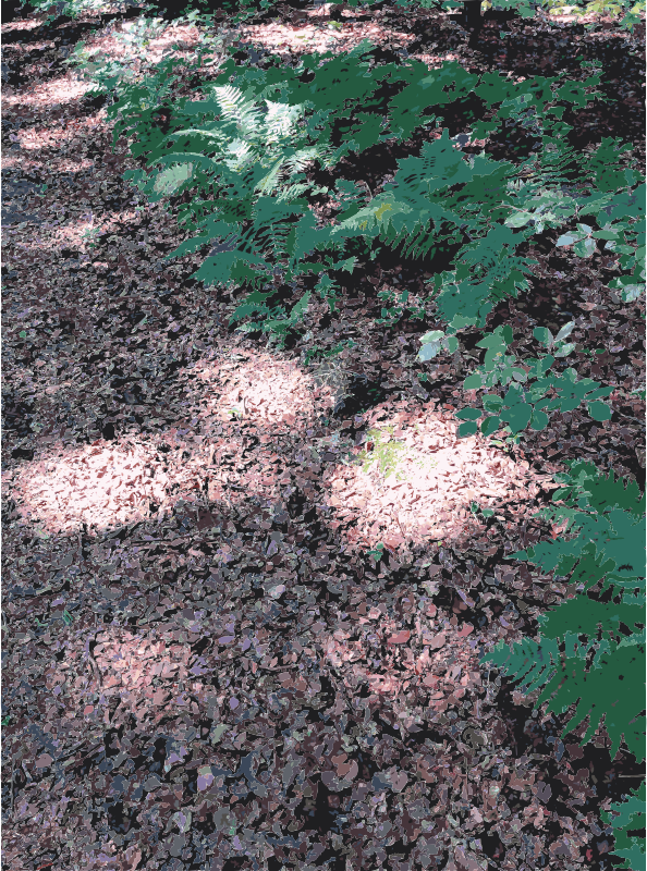 Lichtscheid Forest Again 2