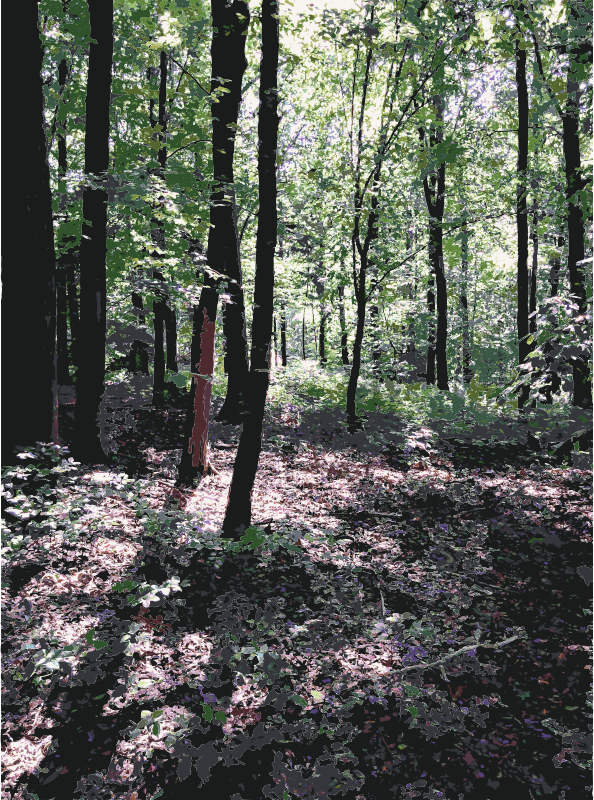 Lichtscheid Forest Again