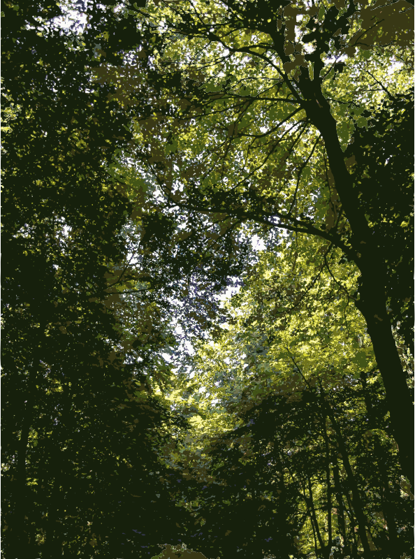 Lichtscheid Forest Again