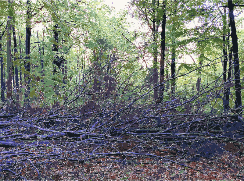 Lichtscheid Forest Again