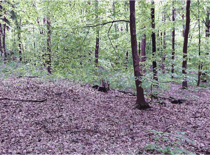 Lichtscheid Forest Again