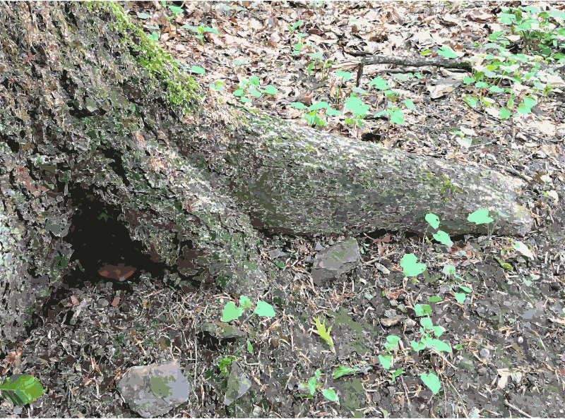 Lichtscheid Forest Again 1