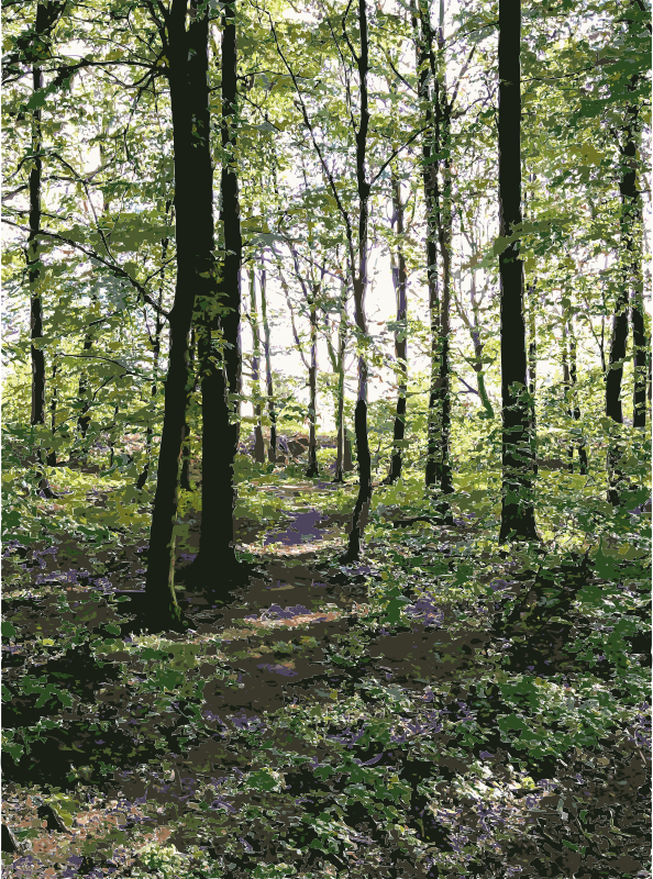 Lichtscheid Forest Again 5