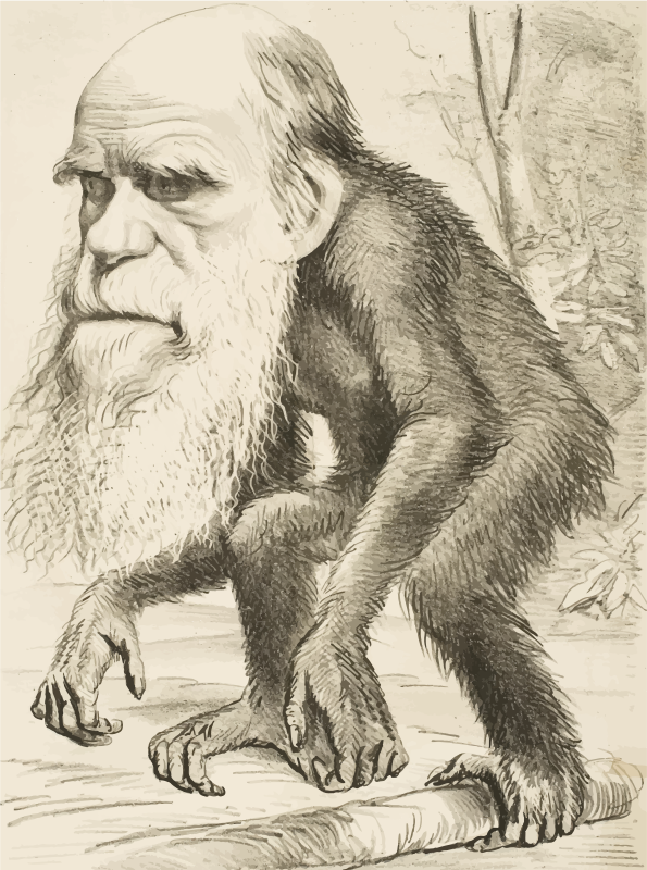 Editorial Cartoon Depicting Charles Darwin As An Ape 1871