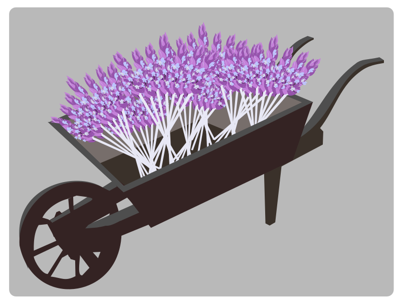 Wheel-barrow-lavender