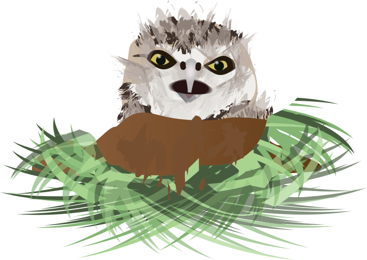 Burrowing Owl