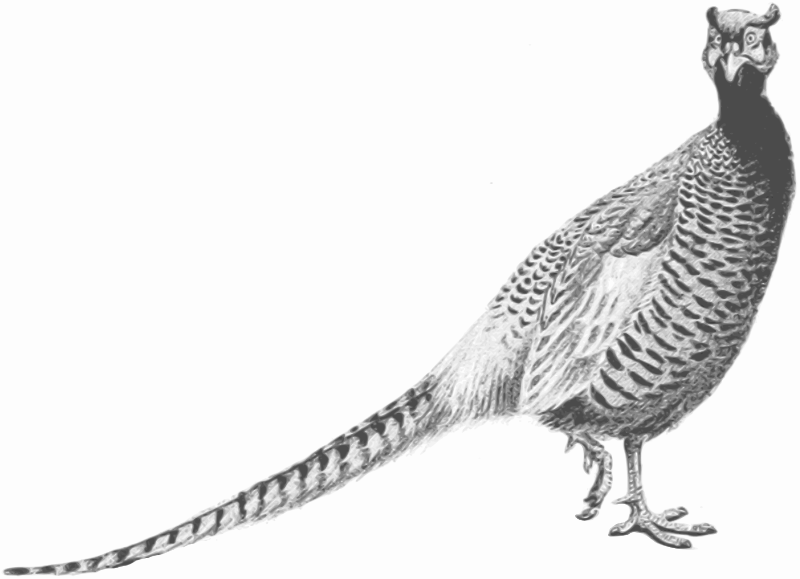 Pheasant (greyscale)