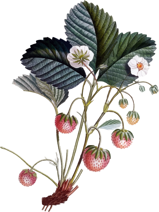 Strawberry Plant