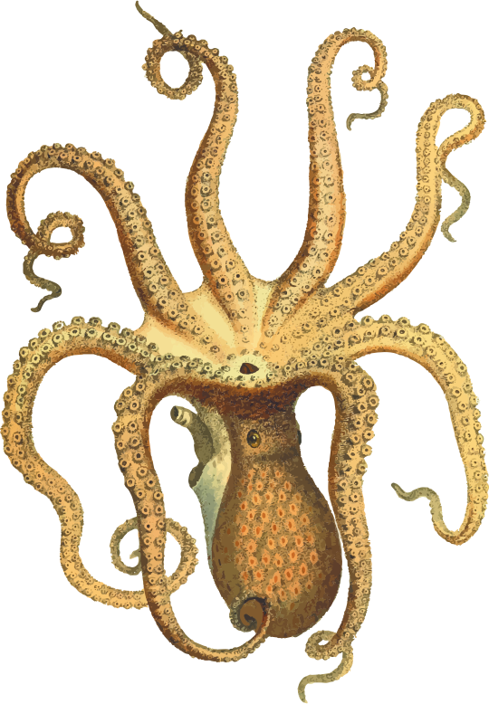 Vintage Octopus