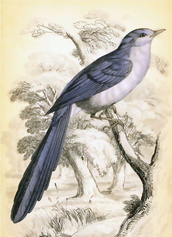 Vintage Beautiful Bird Illustration