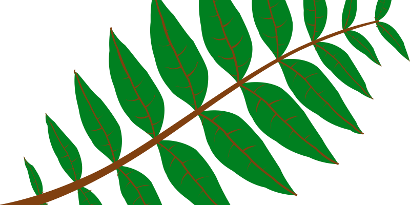 Pinnate Leaf