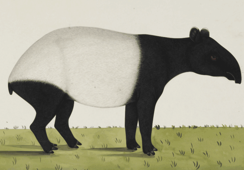 Tapir