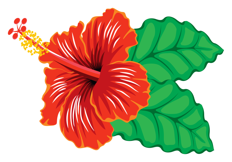 Hibiscus