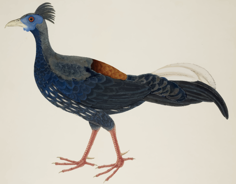 Crested fireback pheasant (colour)