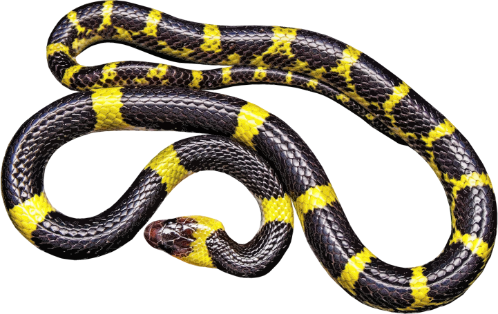 Yellow And Black Snake