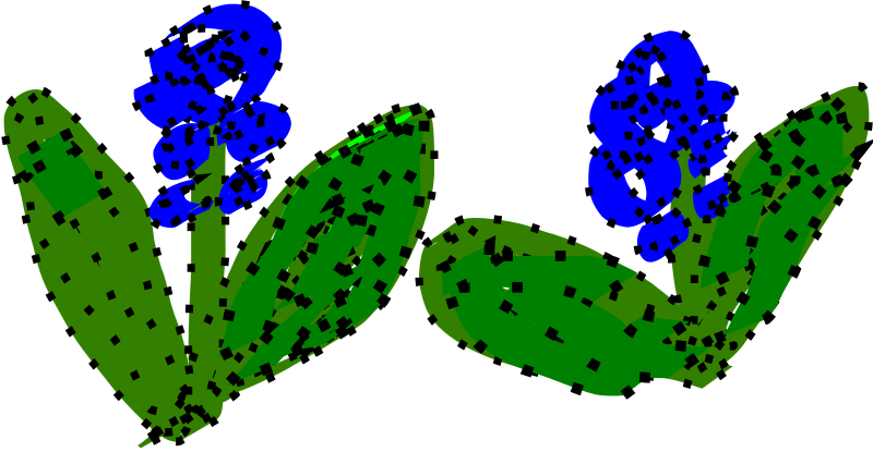 hyacinthus