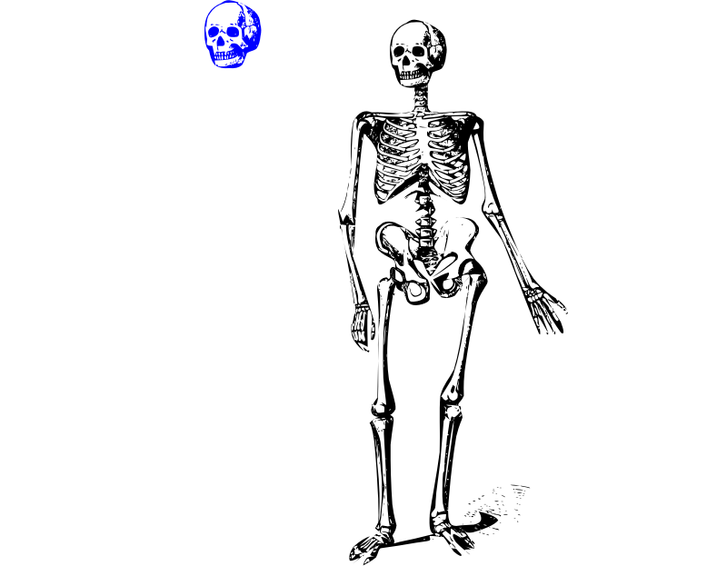 Animation of Skeleton 3