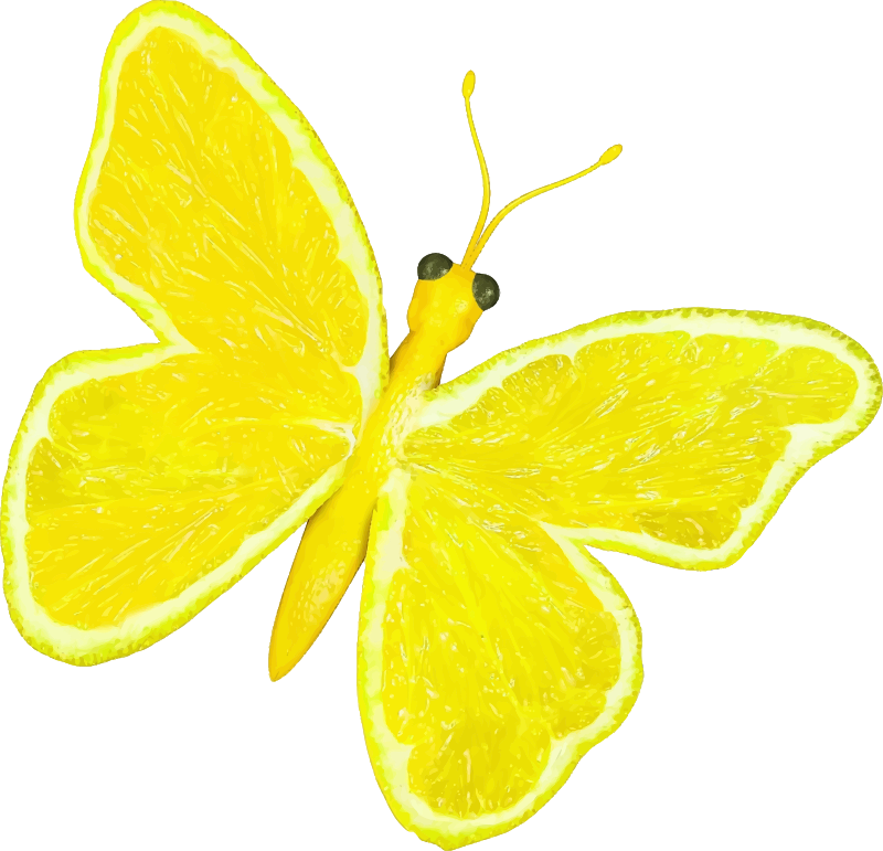 Citrus fruit butterfly (lemon)