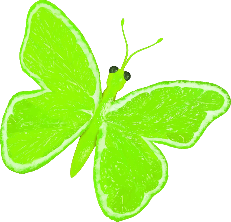 Citrus fruit butterfly (lime)