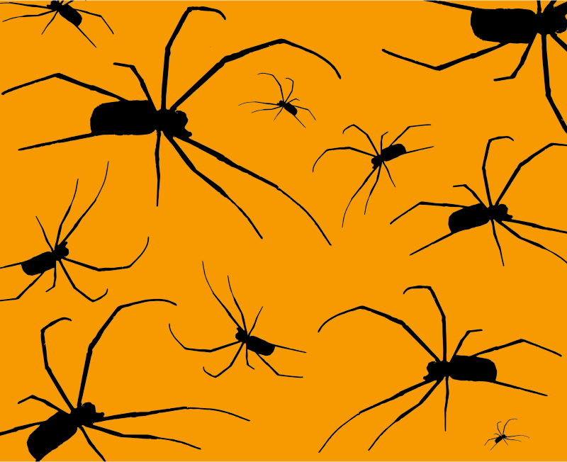 Spiders With Orange Background