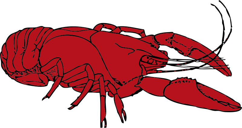 crayfish