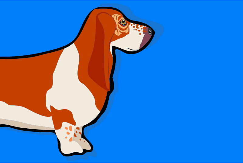 Basset Hound