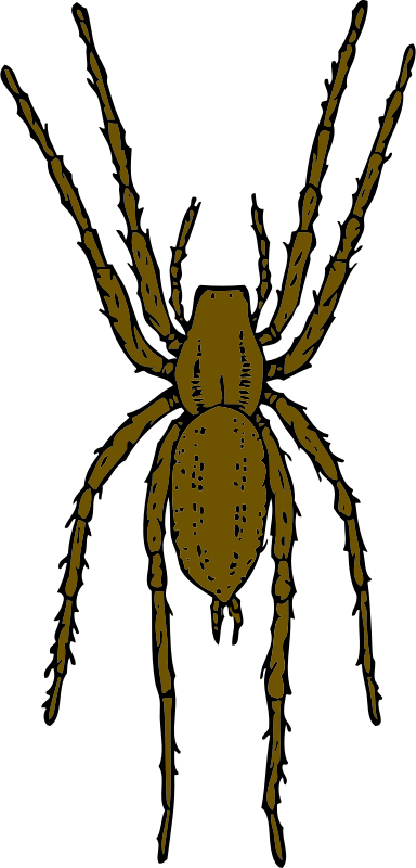 brown spider