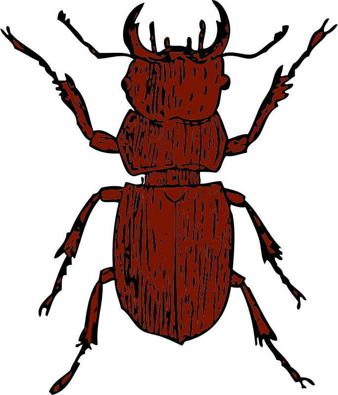 stag beetle