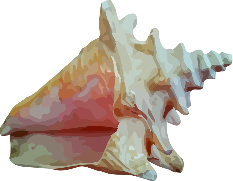 Sea shell 12