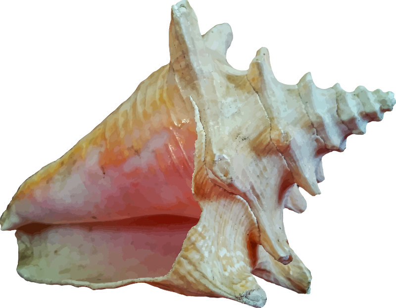 Sea shell 12 (photo quality)