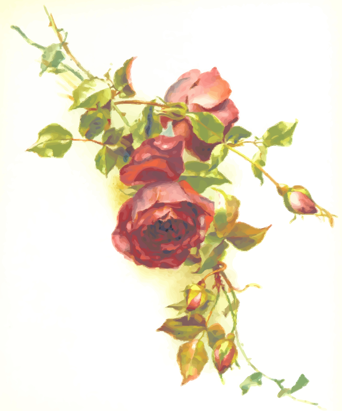 Rose 6