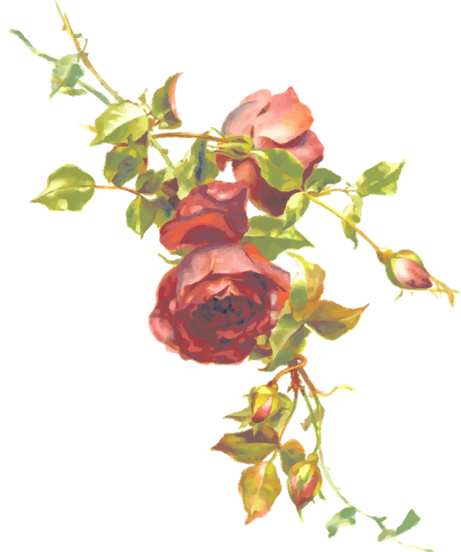 Rose 6 (isolated)